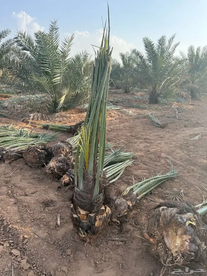 نخل مثمر للبيع توصيل من القصيم 4