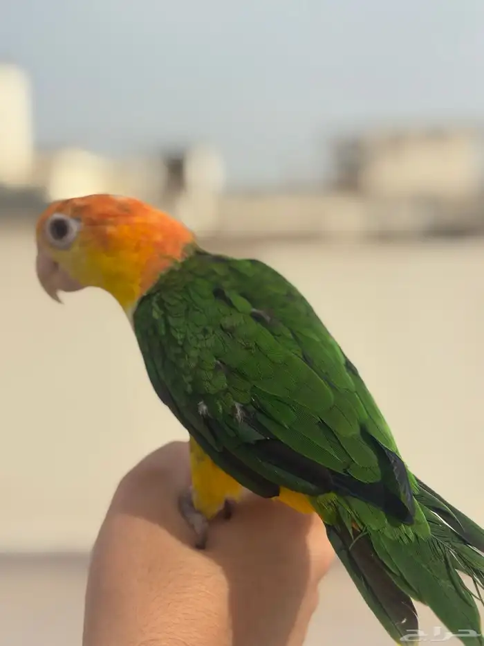 بغبغاء الكايك وايت بيلي ( تم البيع ) 10