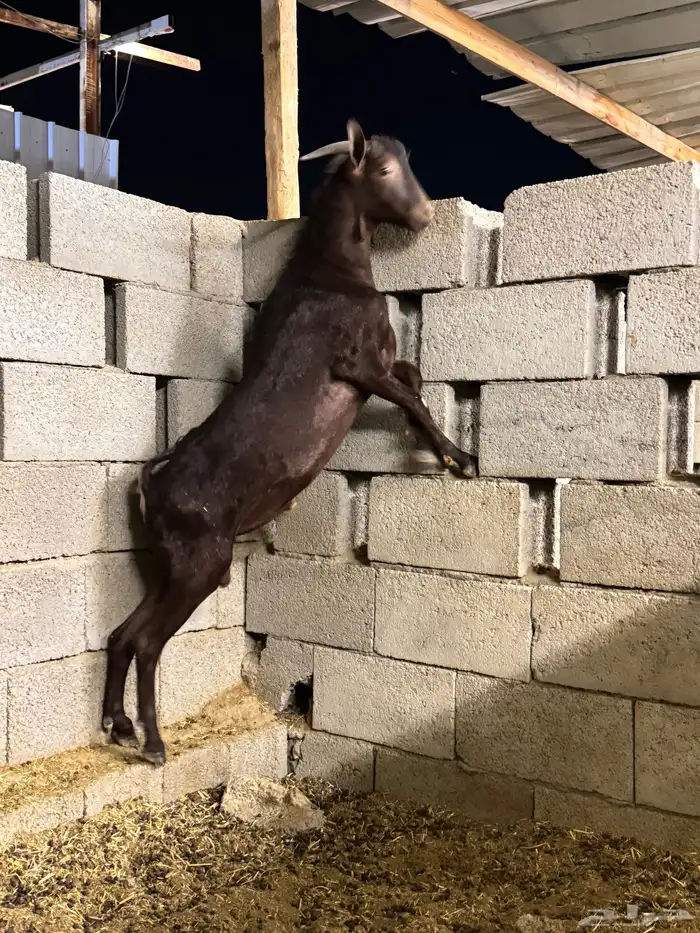 ماعز مورسيانو 2
