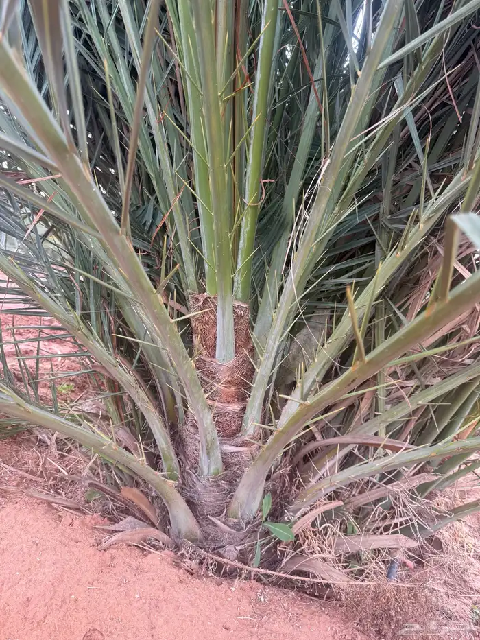 نخل مثمر للبيع توصيل من القصيم 2