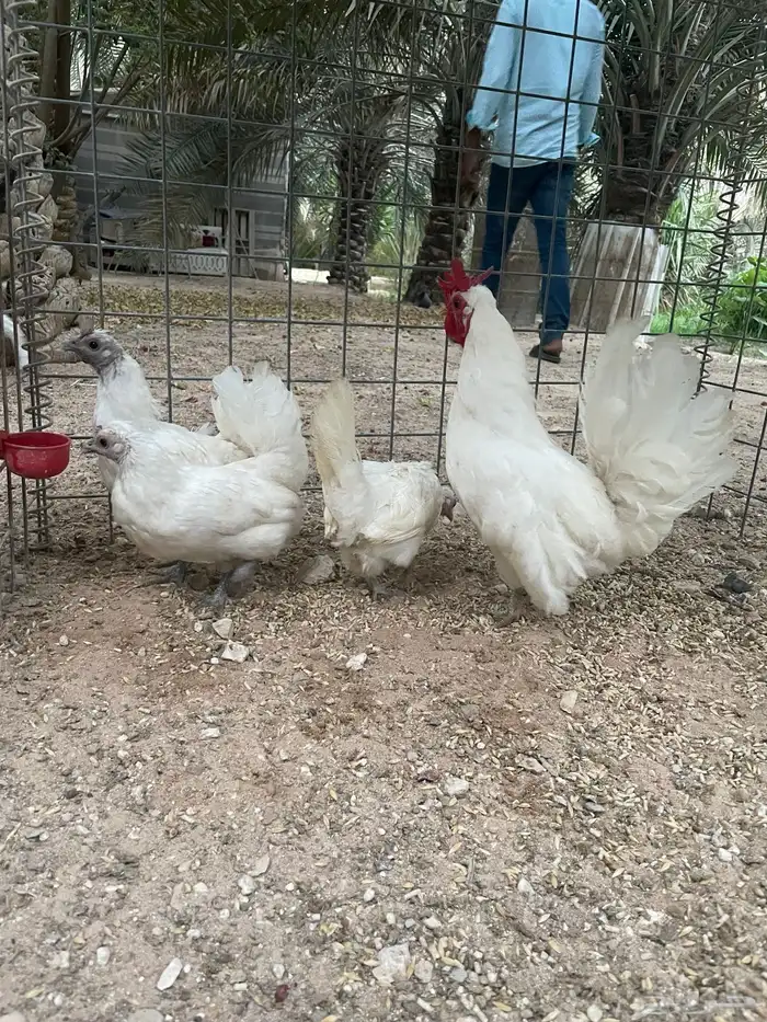 حباحب للبيع 1
