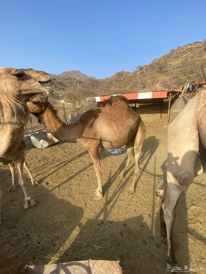بكره حايل سنها رباعيه 7