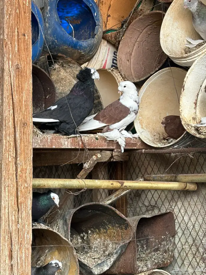 حمام زينه 4