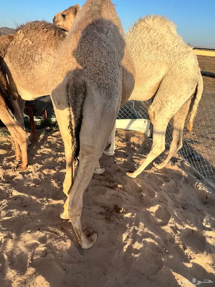 قعدان بلدي كفو ومبدي وزوجات وسعار منسبه 12