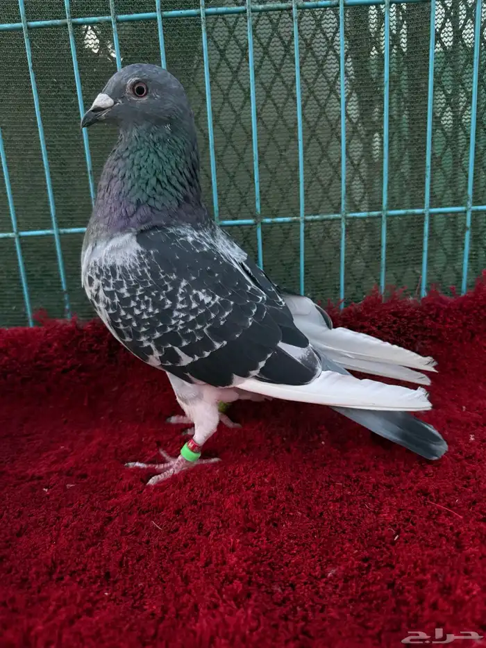 زوج زاجل سباق 1