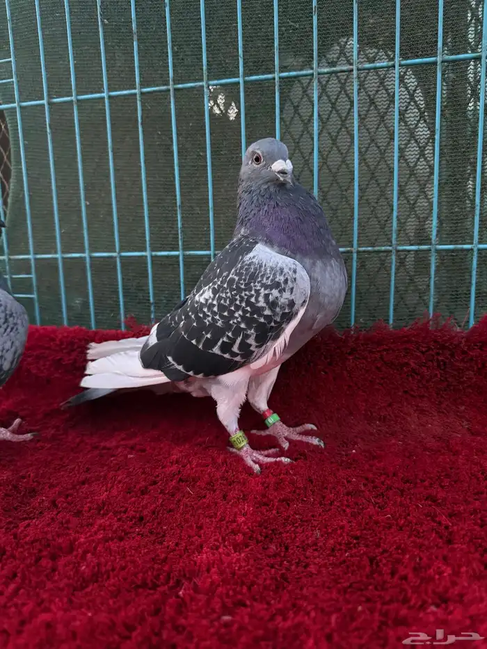 زوج زاجل سباق 5