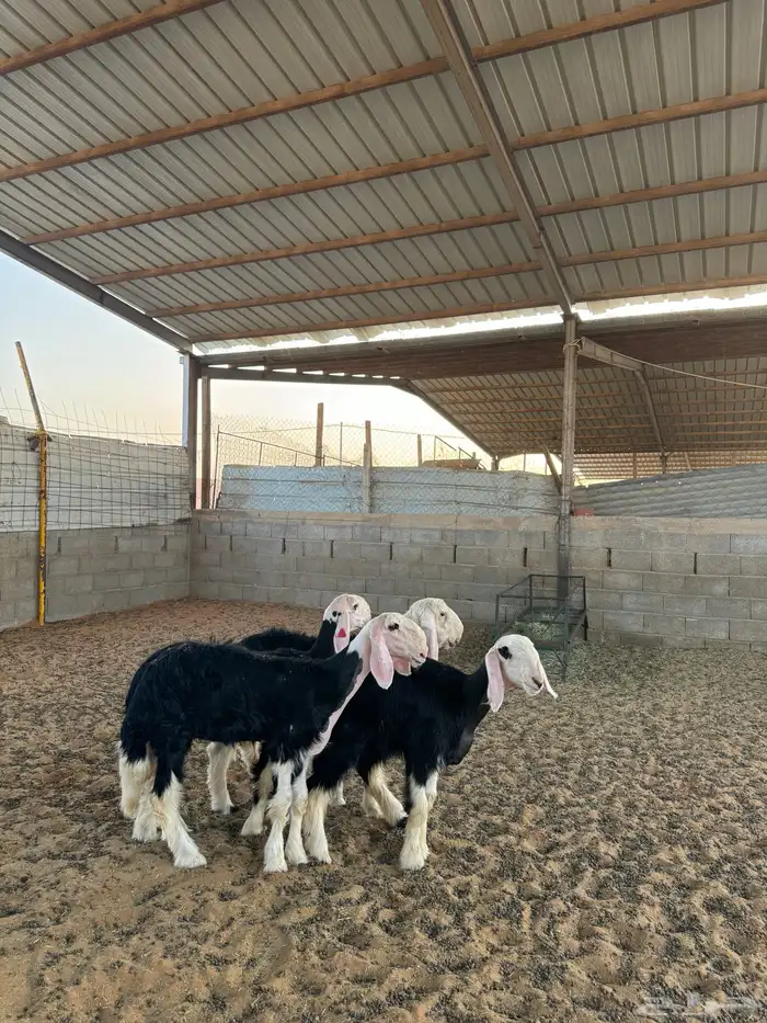 رخال نجد صنف 9