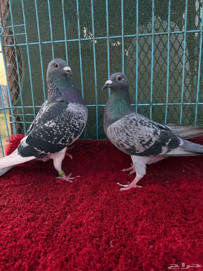 زوج زاجل سباق 0