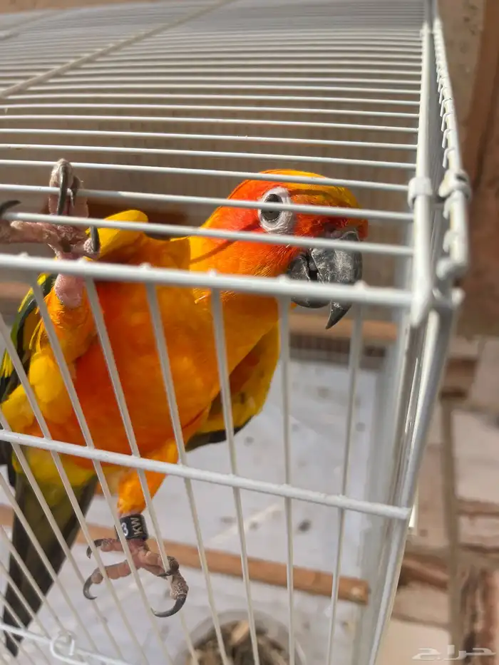 جازان صبيا 3