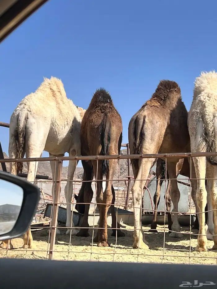 قعدان بلدي كفو ومبدي وزوجات وسعار منسبه 5