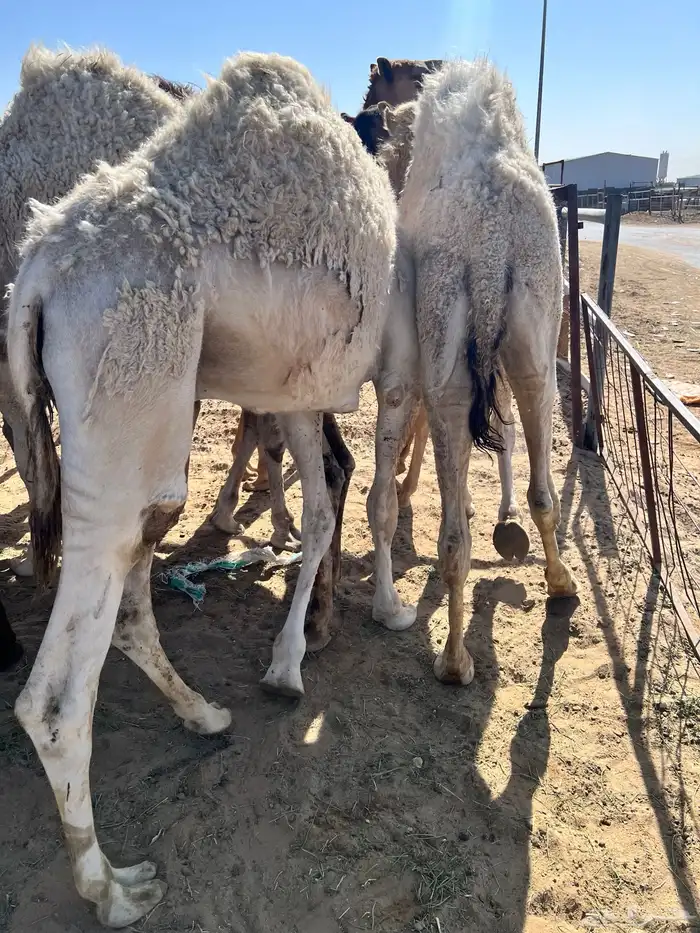 قعدان بلدي كفو ومبدي وزوجات وسعار منسبه 7