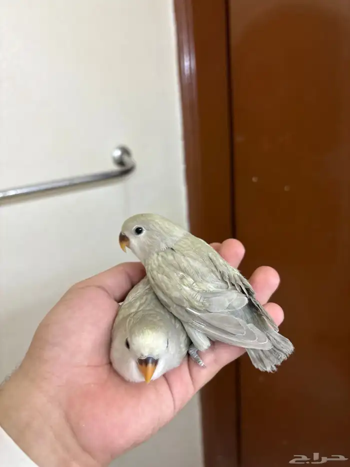 فروخ روز ماربل الوان جميلة جدا 0