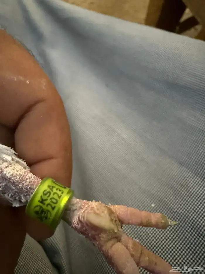 زوج زاجل سباق 6