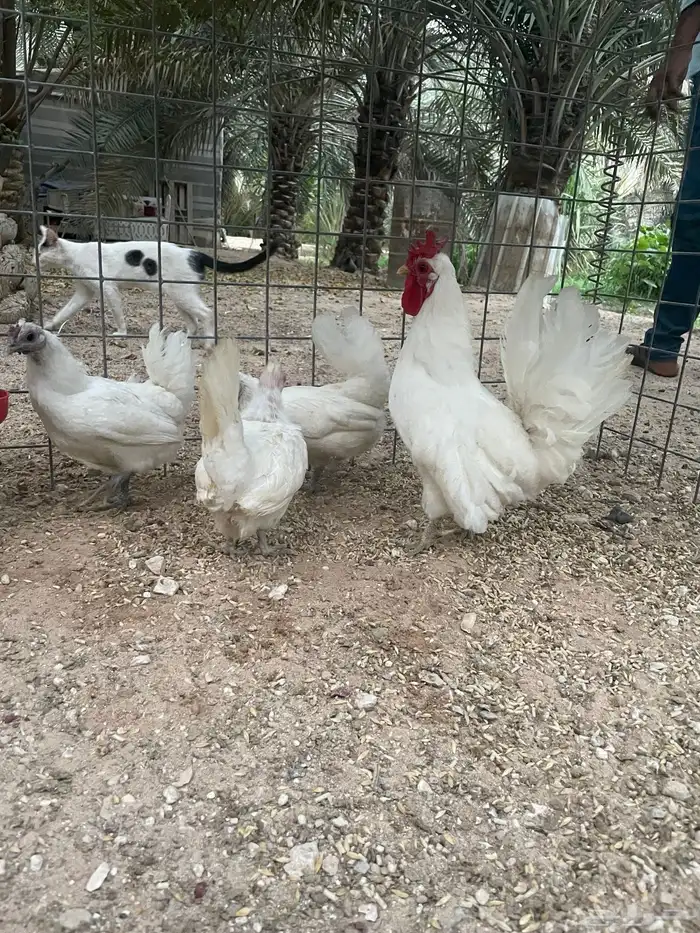 حباحب للبيع 2