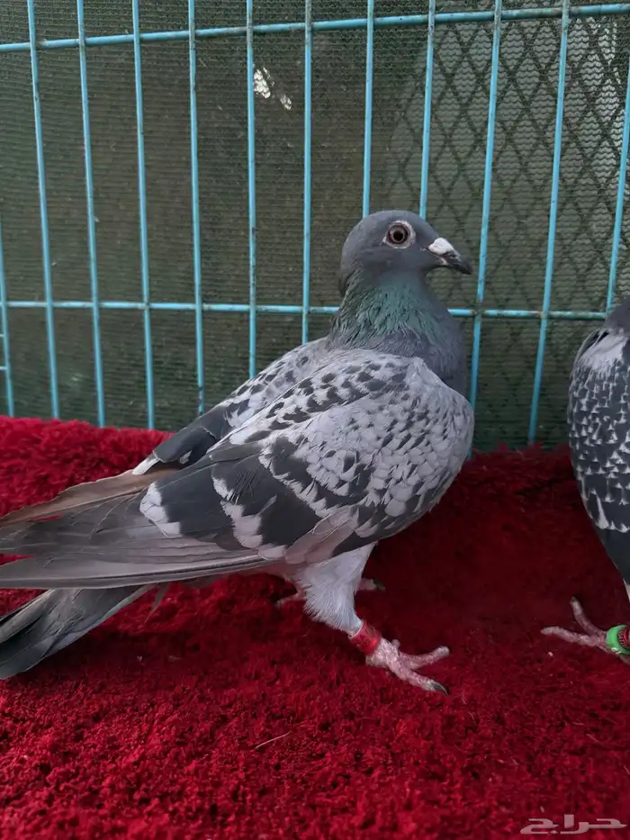 زوج زاجل سباق 3