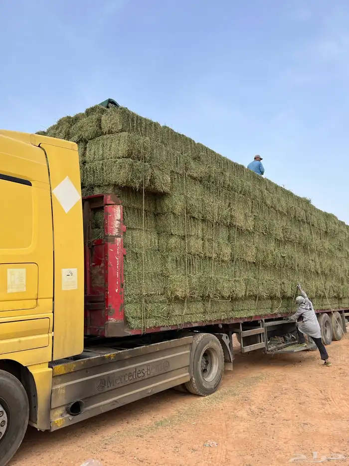 برسيم بديل الجندير وزن 25 وطالع سعر منافس 3