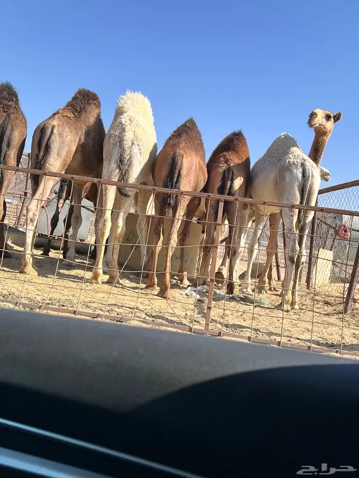 قعدان بلدي كفو ومبدي وزوجات وسعار منسبه 6
