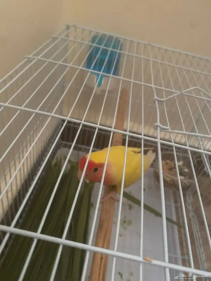انثي روز لتينيو عيونه حمر العمر سنه و نصف 1