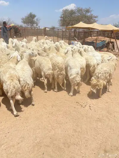غنم حريات طيبه 0