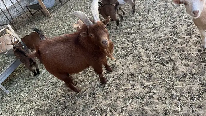 فحل ماعز قزم منتج 1