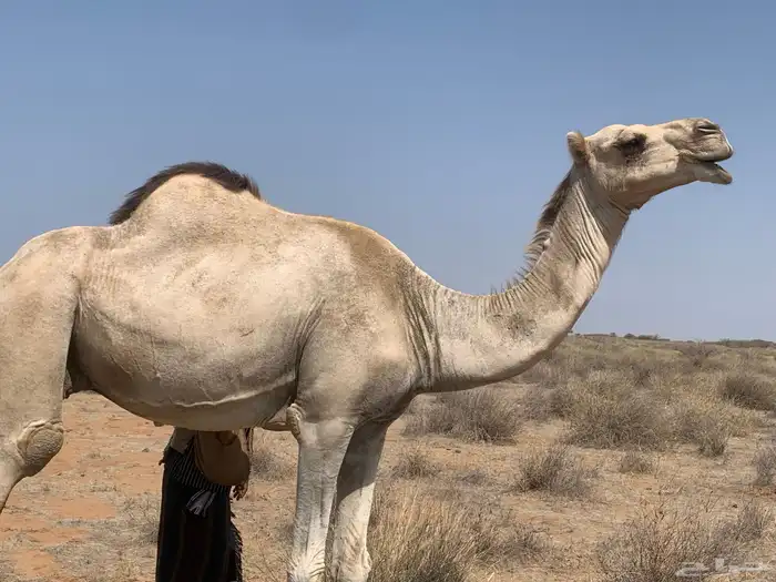 ناقه اركه للبيع 0