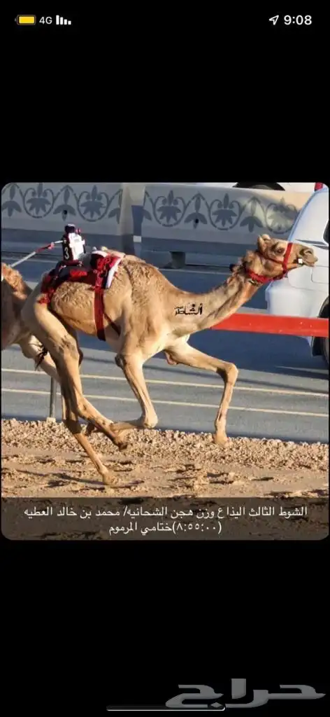 حقه بنت المتحد البرقي 3