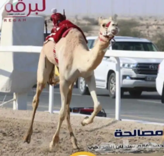 حقه بنت المتحد البرقي 8