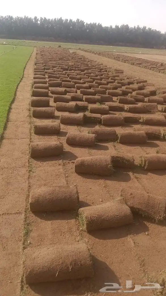 نجيل طببعي واشجار زيتون 6
