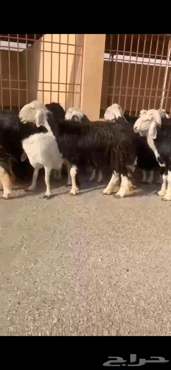غنم نجد طيبه 1
