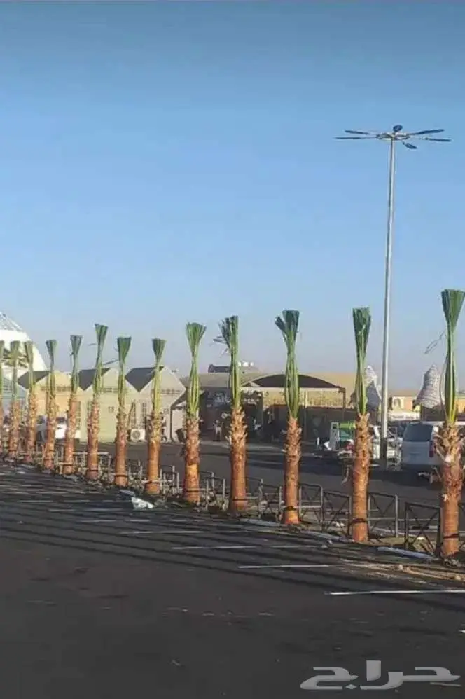 نخل واشنطني واشنطونيا 14