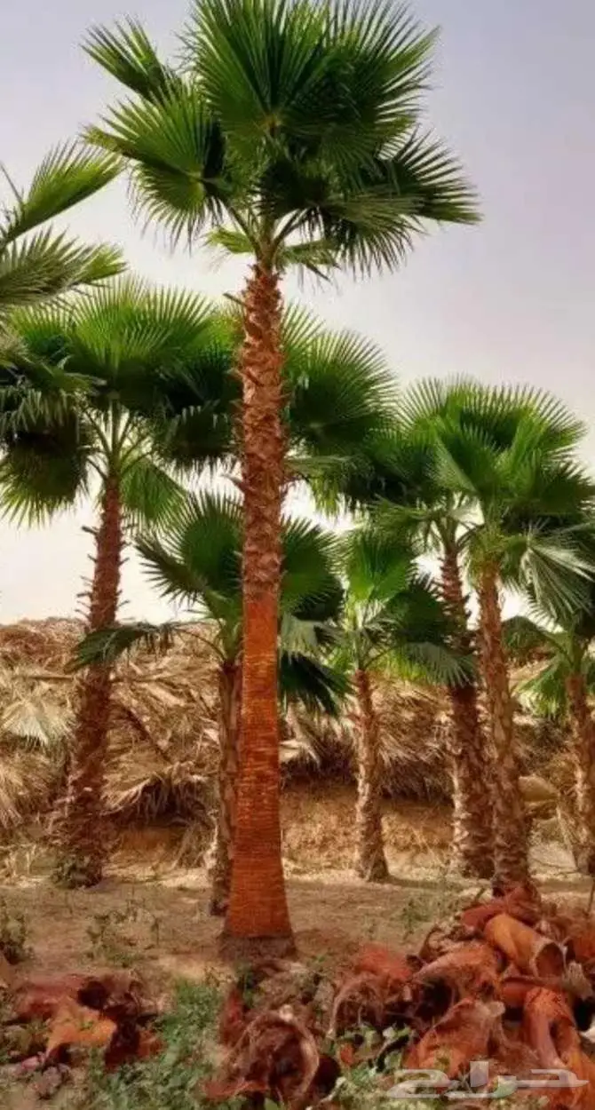 نخل واشنطني واشنطونيا 3