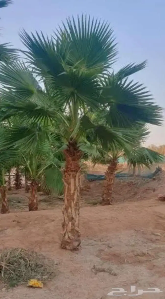 نخل واشنطني واشنطونيا 5
