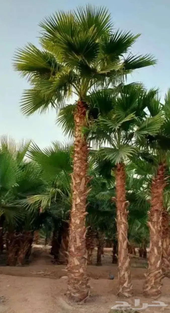 نخل واشنطني واشنطونيا 2