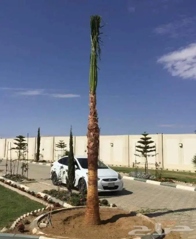 نخل واشنطني واشنطونيا 6