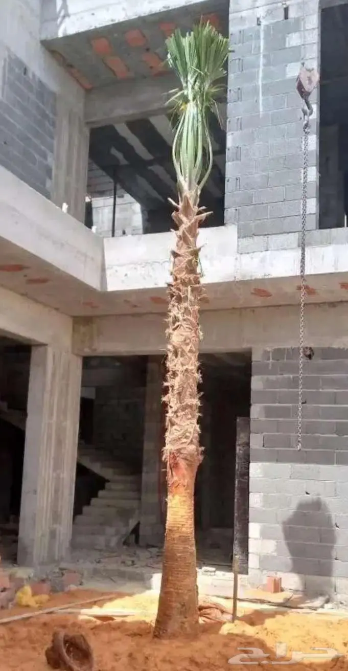 نخل واشنطني واشنطونيا 7