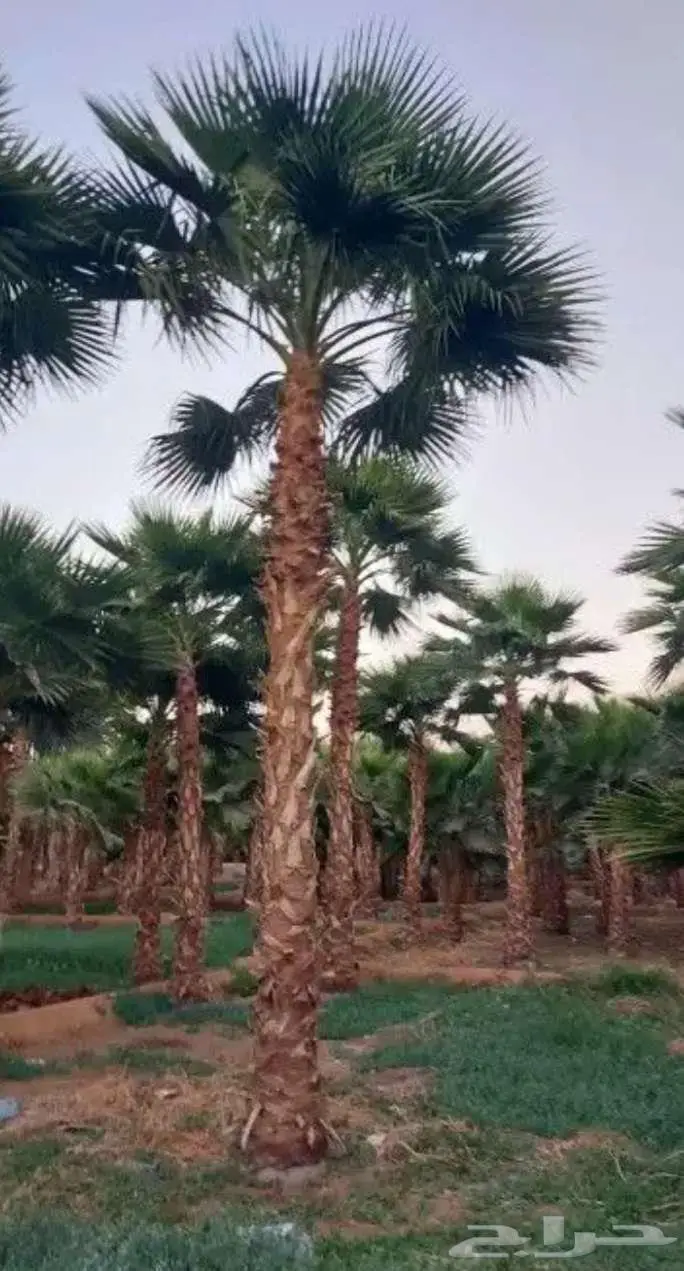 نخل واشنطني واشنطونيا 8