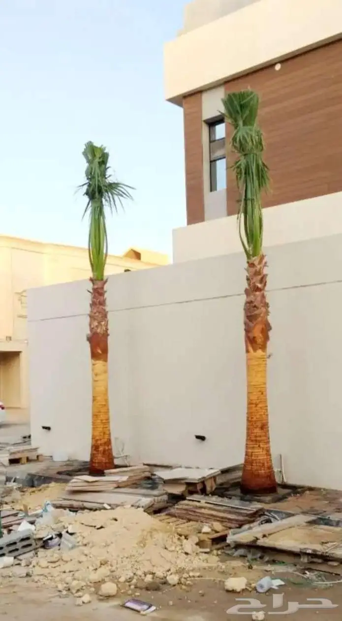 نخل واشنطني واشنطونيا 0