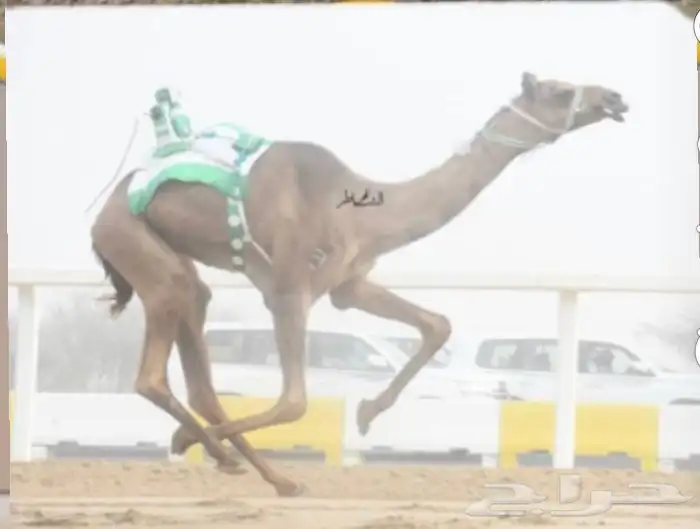 حقه بنت المتحد البرقي 7