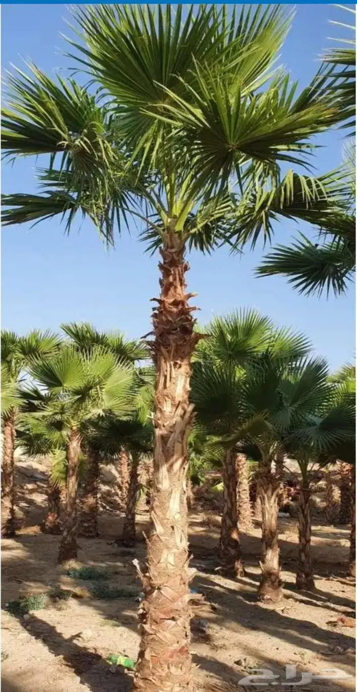 نخل واشنطني واشنطونيا 9