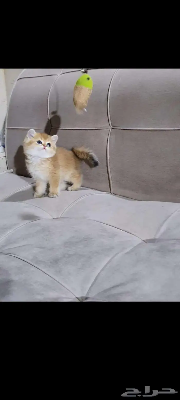 قطط سكوتش وبرتش بيور للبيع 0