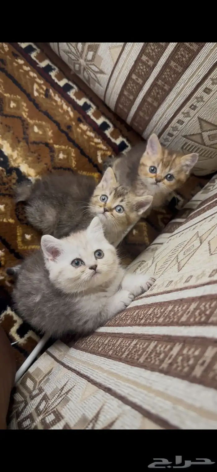 البيع انثى سكوتش سلفر 1