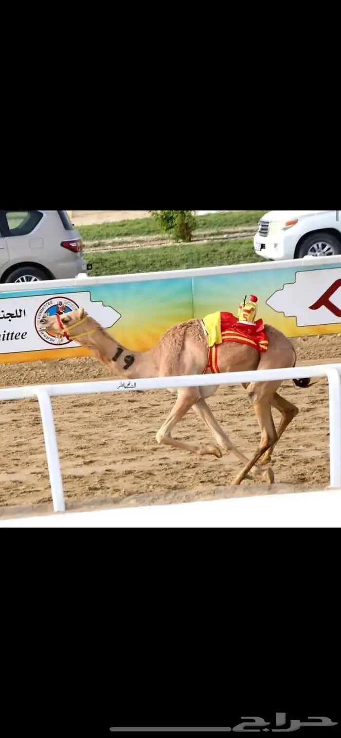 حقه بنت المتحد البرقي 6