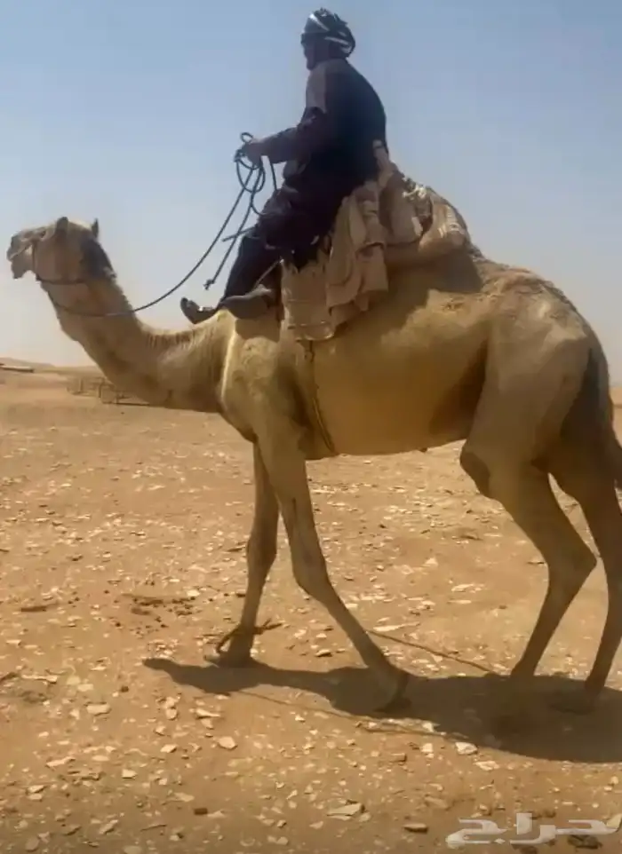 ركبي عماني أصيل 0