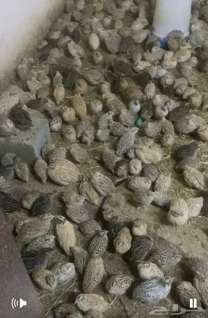 سمان بياض جديد العدد 3 الاف وفوق الموقع بريدة 2