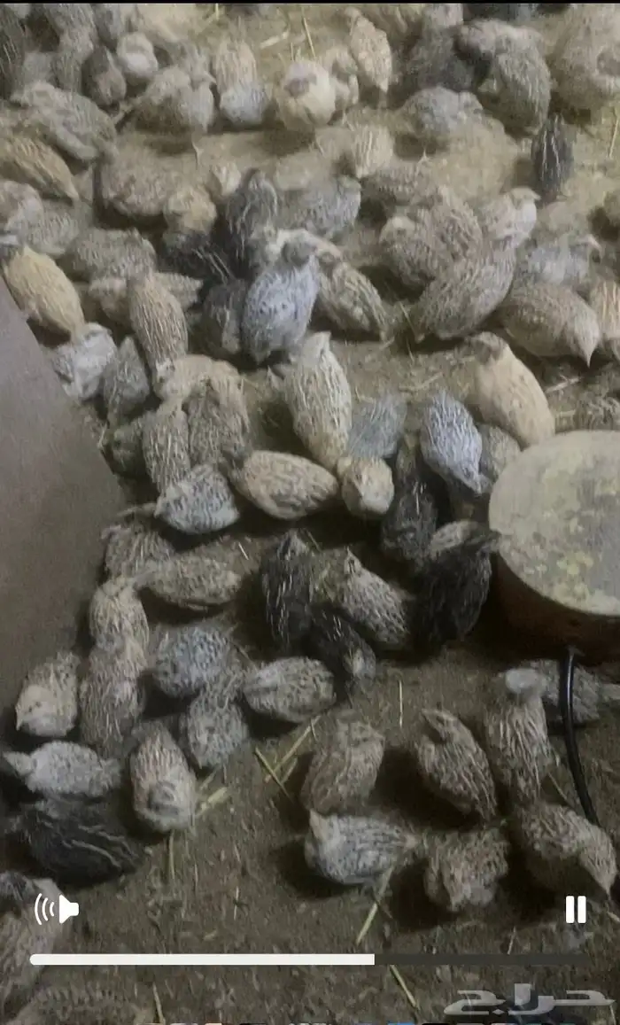 سمان بياض جديد العدد 3 الاف وفوق الموقع بريدة 1