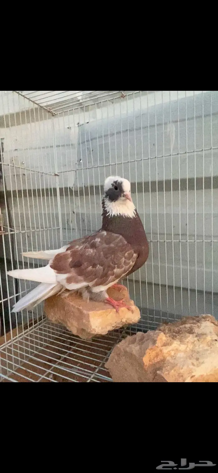 اناثي اناثي. 2 الخرج 1