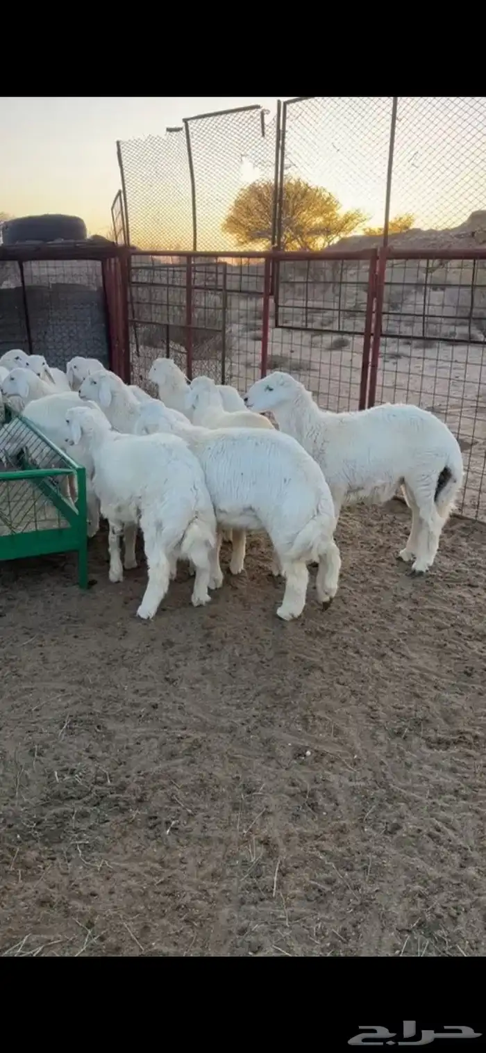 ذبايح حري 2