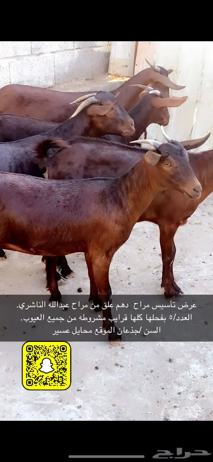 تأسيس مراح دهم علق تم اللبيع 2