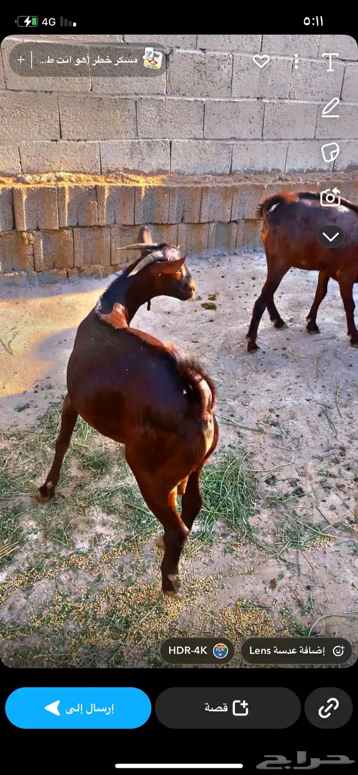تأسيس مراح دهم علق تم اللبيع 0