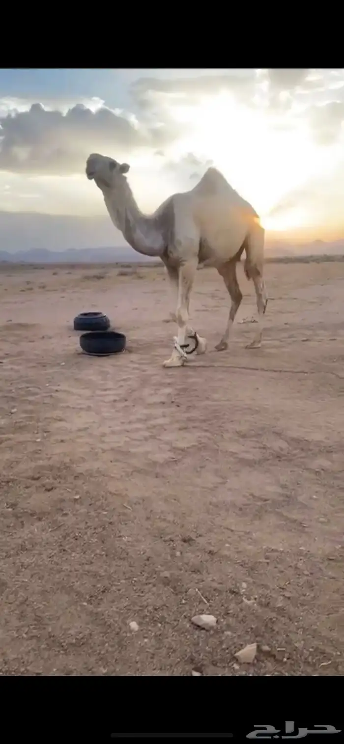 قعود لقي حيسوني 0